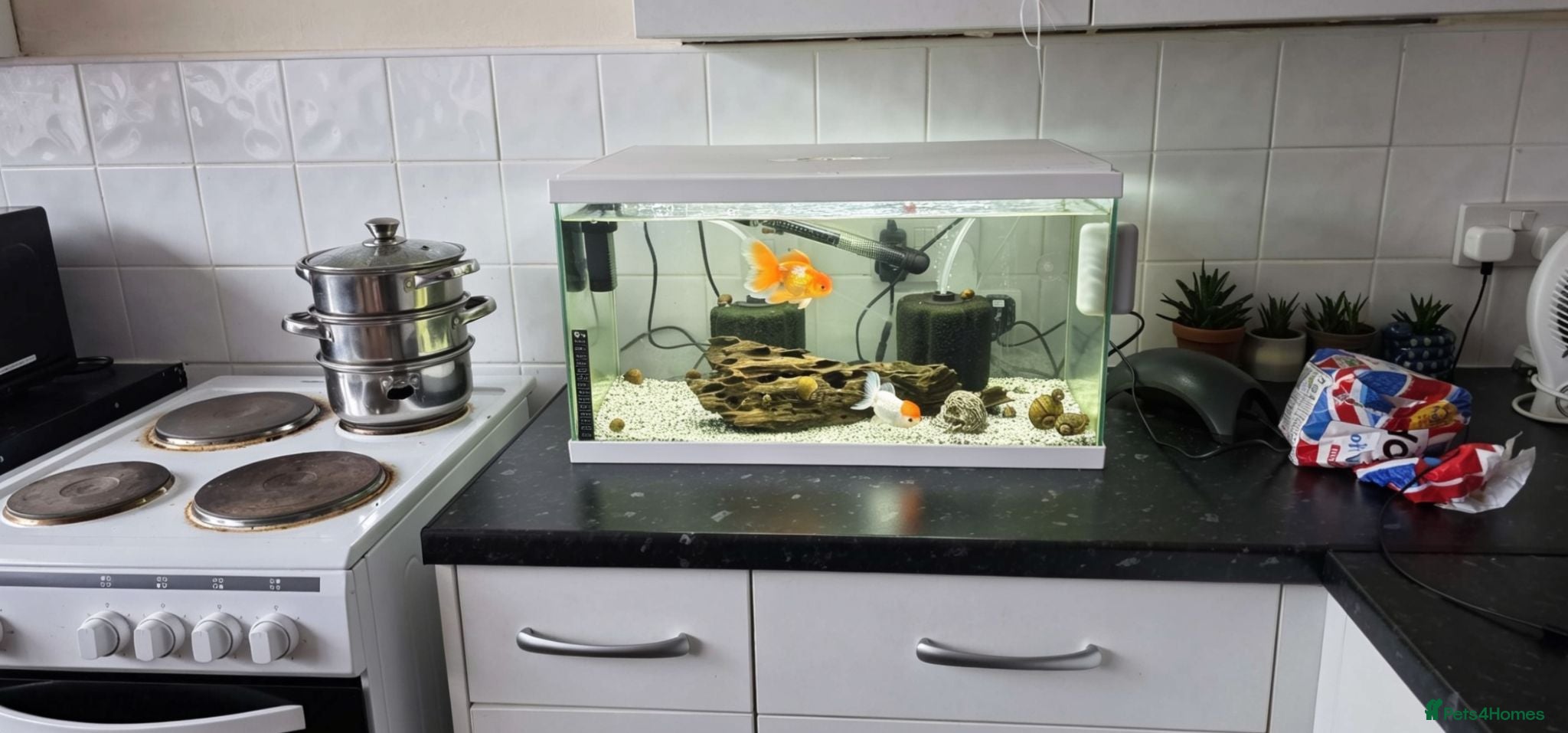 Goldfish fish Full setup including fish and snails  - Advert 1