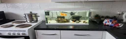 Goldfish fish for sale: Full setup including fish and snails  in Hebburn - Advert 1