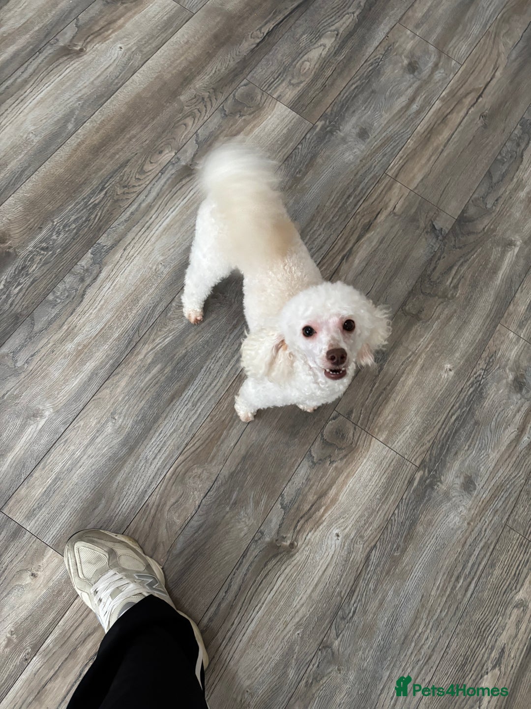 Toy Poodle dogs for stud: POSHLICIOUS'S POSH CRÈME aka Loui - Advert 2