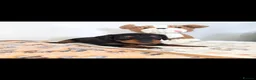 Doxiepoo dogs for sale: Stunning F1 doxipoo puppies  - Advert 21