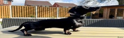 Miniature Dachshund dogs for stud: Rare KC Reg & Health Tested Miniature Dachshund in Rotherham - Advert 4