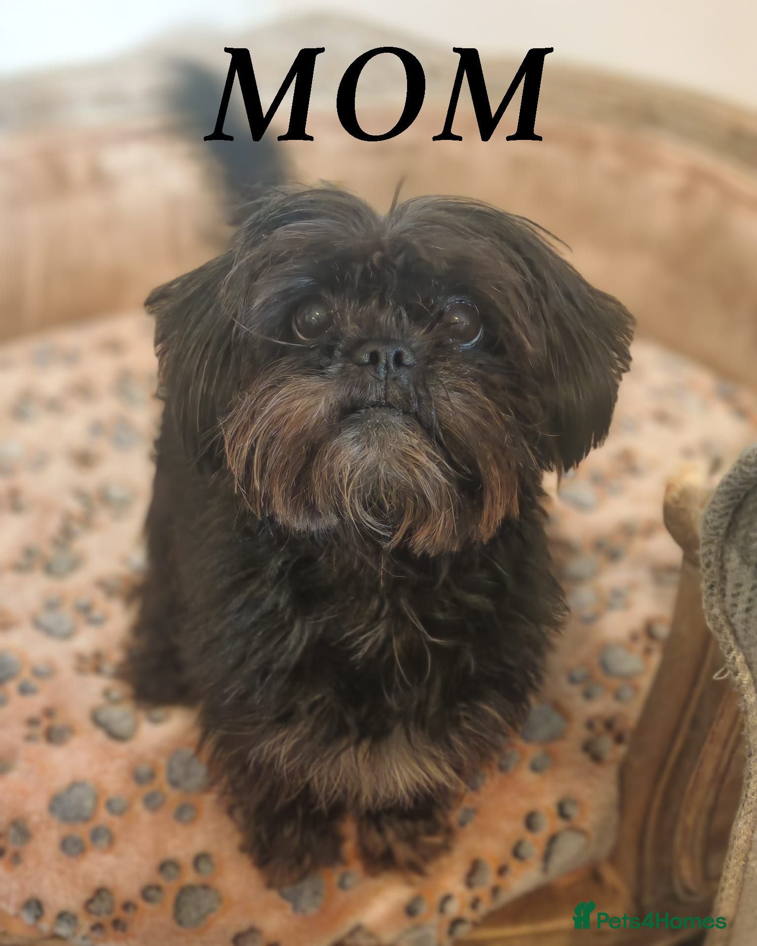 Mixed Breed dogs French Bulldog cross with my Affenpinscher cross - Advert 1