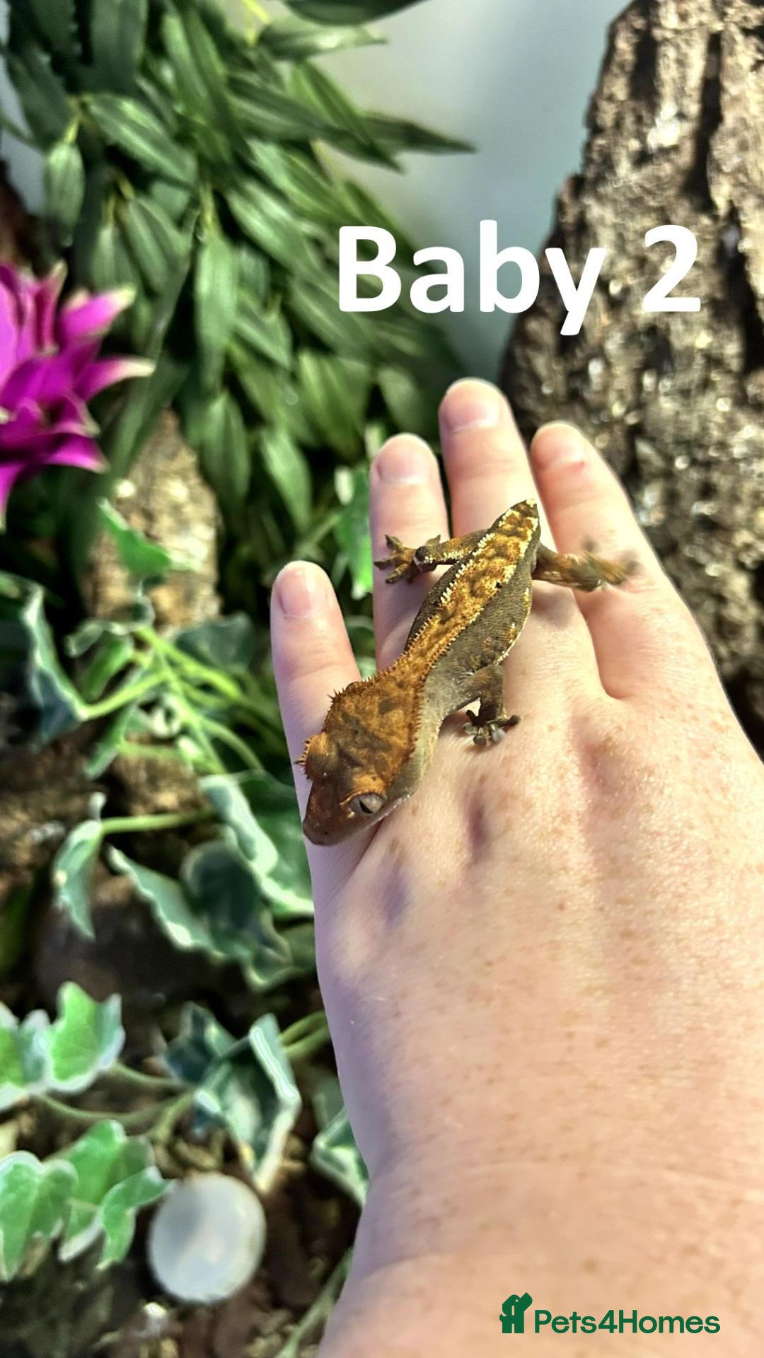 Gecko reptiles 3x baby Crested Geckos - Harlequin/Dalmatian - Advert 20