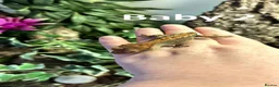 Gecko reptiles for sale: 3x baby Crested Geckos - Harlequin/Dalmatian - Advert 3