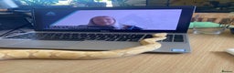 Python Snake reptiles for sale: Banana Ball Python  - Advert 5
