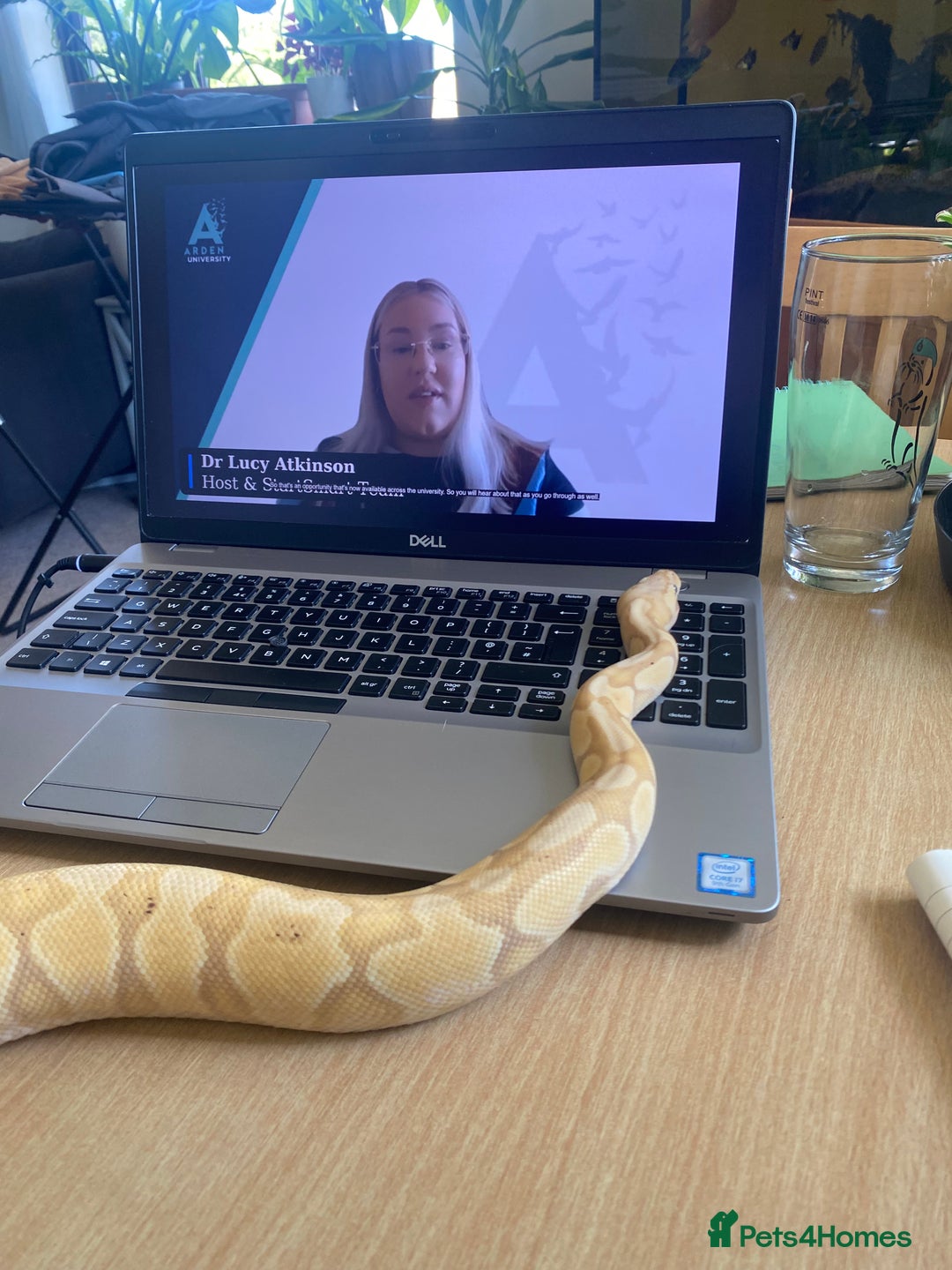 Python Snake reptiles for sale: Banana Ball Python  - Advert 5