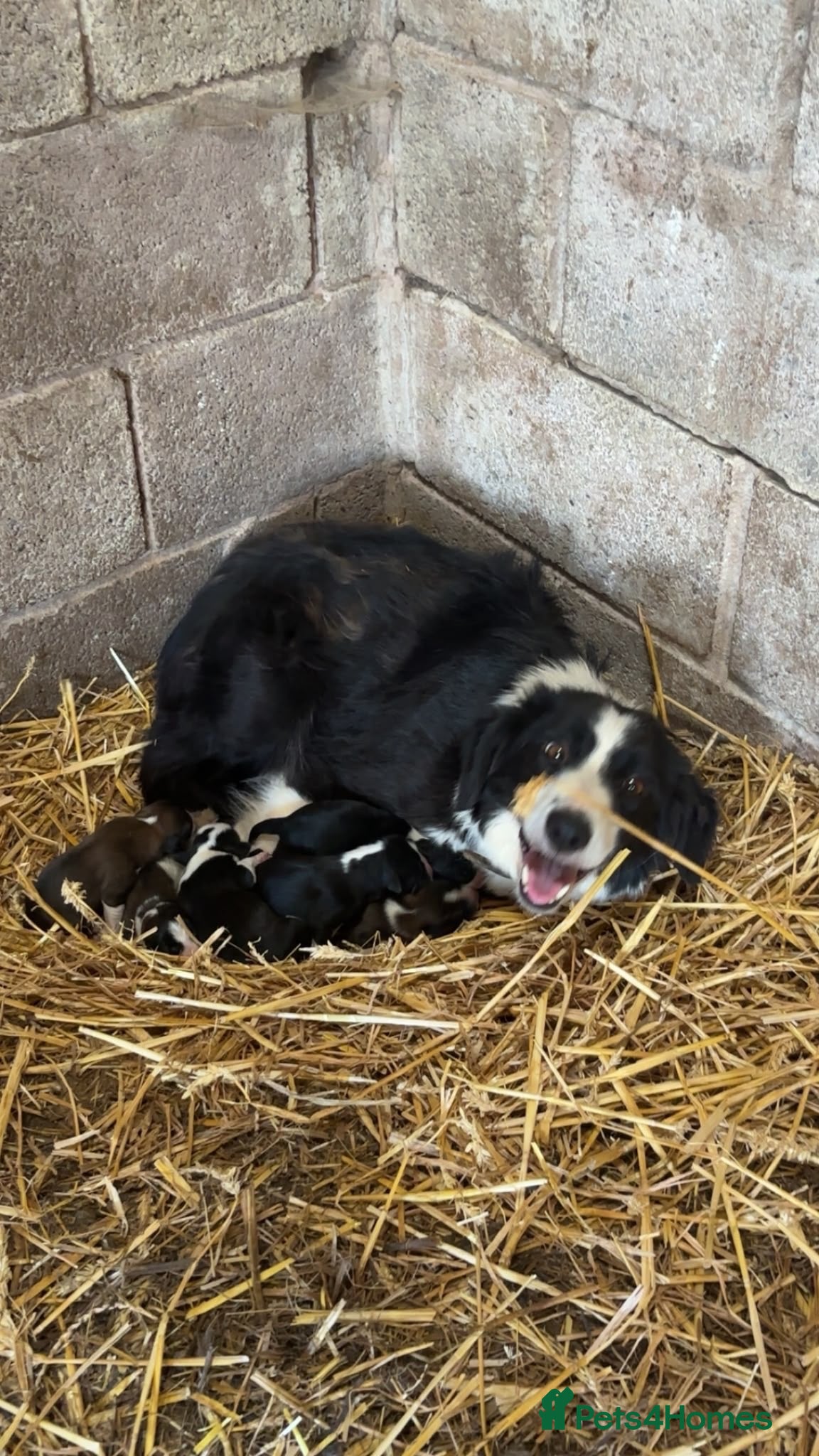Border Collie dogs 6 border collie puppies  - Advert 3