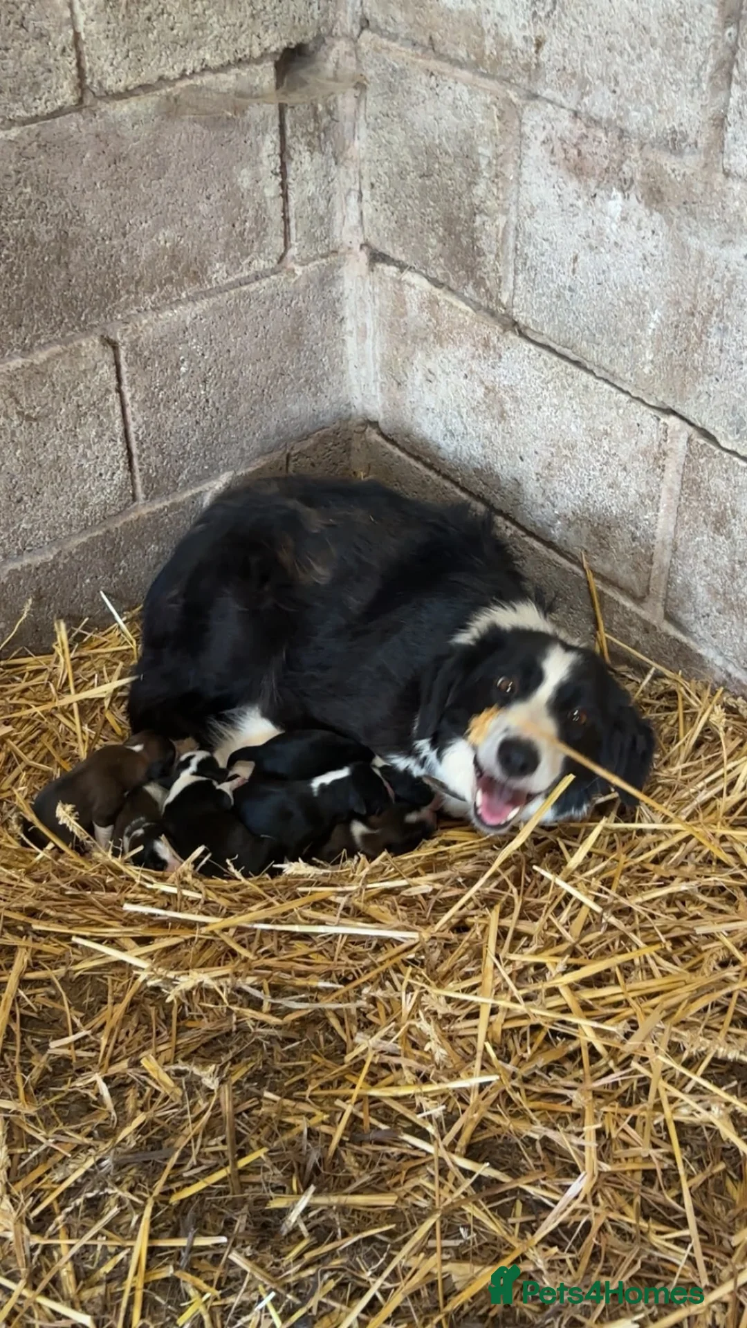Border Collie dogs for sale: 6 border collie puppies  - Advert 1