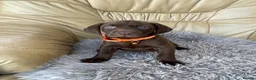 German Shorthaired Pointer dogs for sale: Boy and girls available  - Advert 7