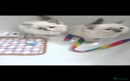 Ragdoll cats for sale: Ragdoll Kittens From Health Tested Parents. - Image 8