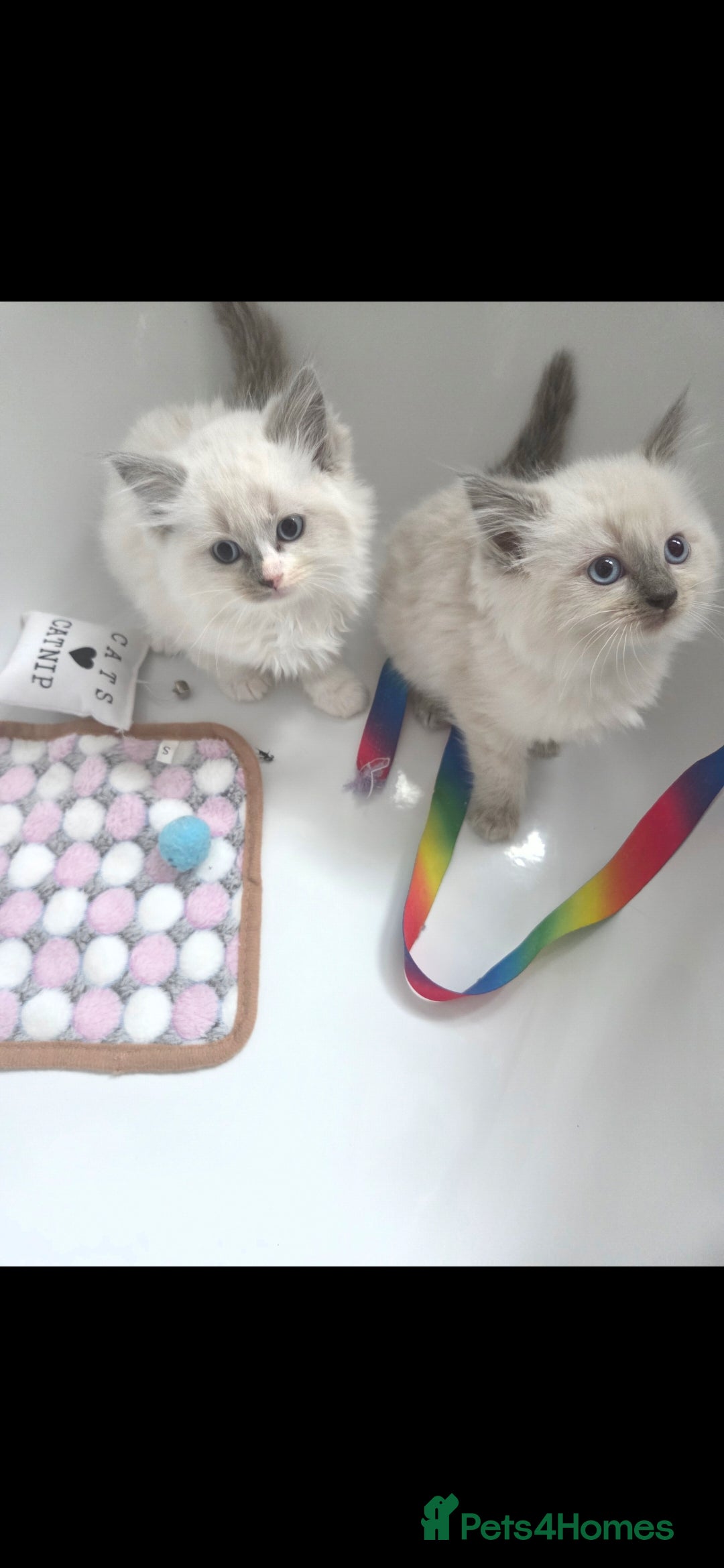Ragdoll cats for sale: Ragdoll Kittens From Health Tested Parents. - Image 8
