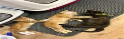 Mixed Breed cats for sale: Beautiful Ginger & Tortoiseshell Kittens in Faringdon - Advert 9