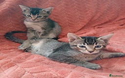 Oriental cats for sale: 2girls 1 boy - Advert 25