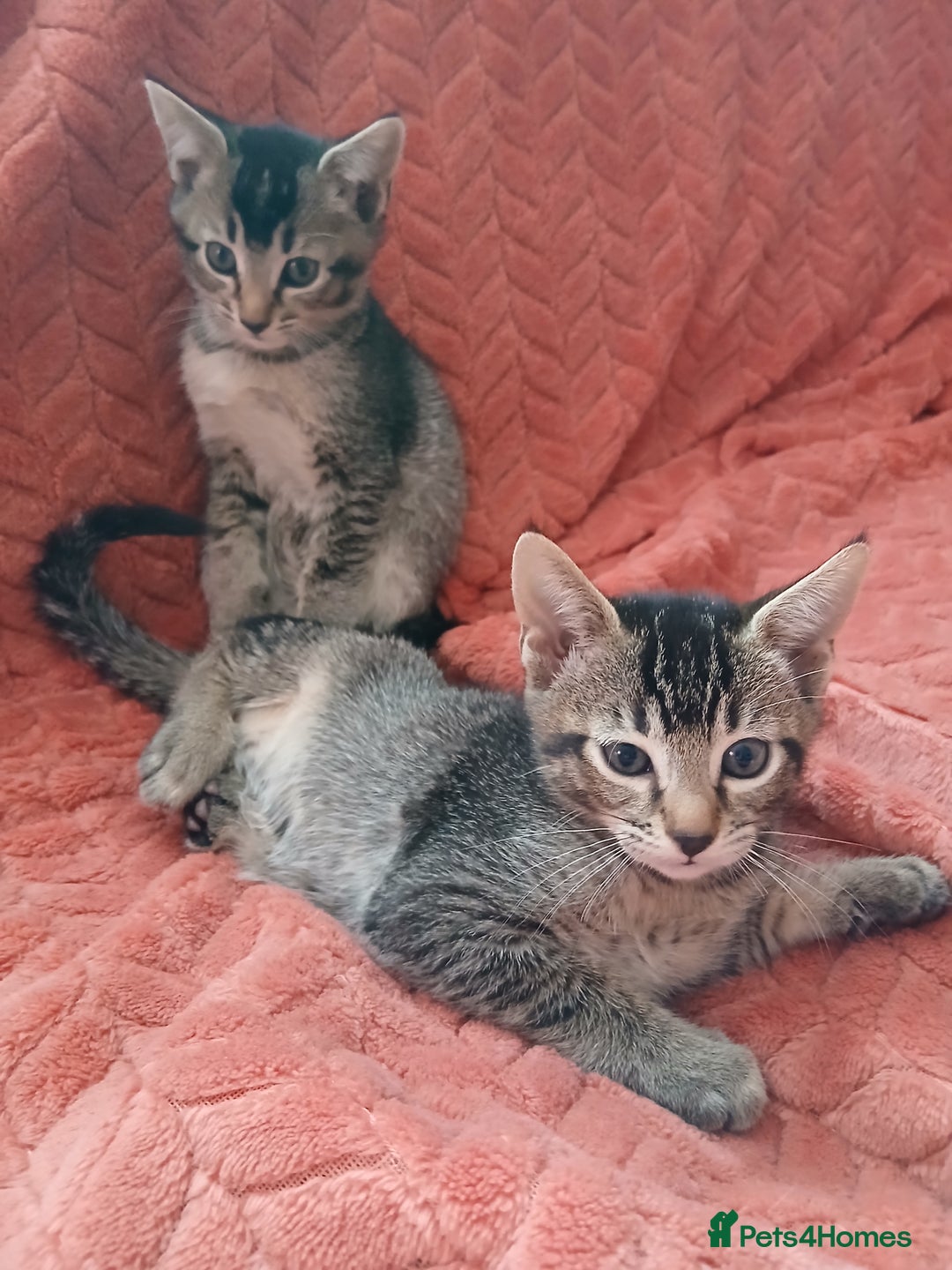 Oriental cats for sale: 2girls 1 boy - Advert 25