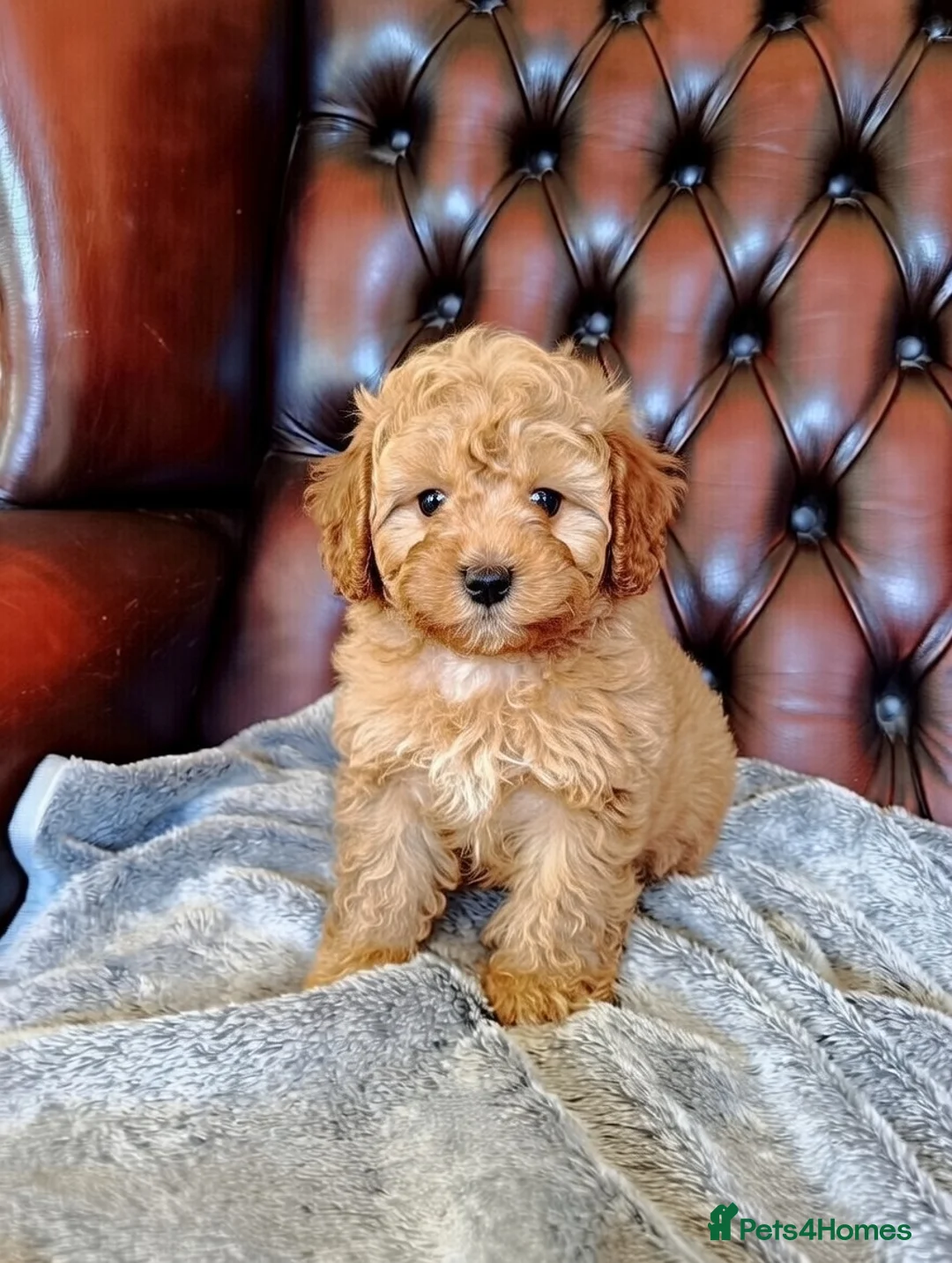 Cockapoo dogs for sale: Cockapoo puppies  - Advert 2