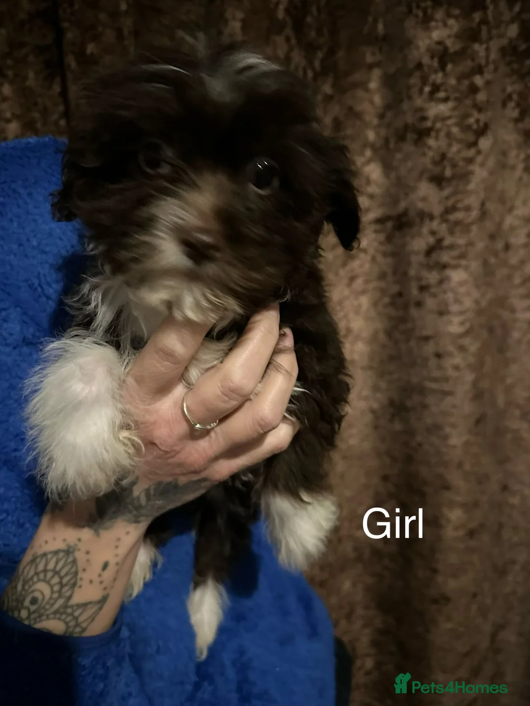 Chinese Crested dogs for sale: Chinese crested powder puff - Advert 8