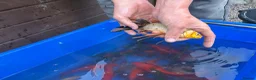 Koi Carp fish for sale: Pond closure  in West Bromwich - Advert 18