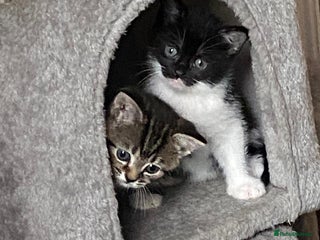 Domestic Shorthair cats - Advert 1