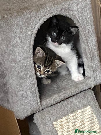 Domestic Shorthair cats - Advert 2