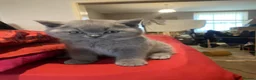 British Shorthair cats for sale:     “Beautiful British Shorthair Kittens” - Advert 14