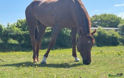English Thoroughbred horses for sale: Trixie tb 6 years old  - Image 3