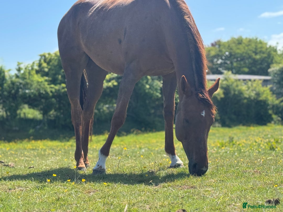 English Thoroughbred horses for sale: Trixie tb 6 years old  - Image 3