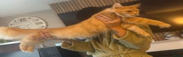 Maine Coon cats for sale: Maincoon kittens  - Advert 6