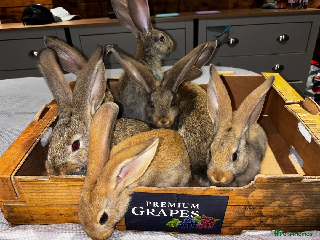 Continental Giant rabbits for sale: GIANTS carriers of the VN gene - Advert 1