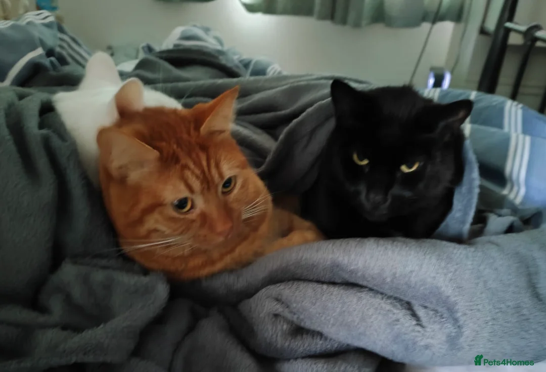 Mixed Breed cats for sale: 3 tabby female kittens - Advert 1