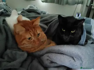 Mixed Breed cats 3 tabby female kittens - Advert 1