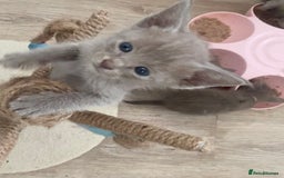Mixed Breed cats for sale: Oriental X Siamese kittens  - Image 3