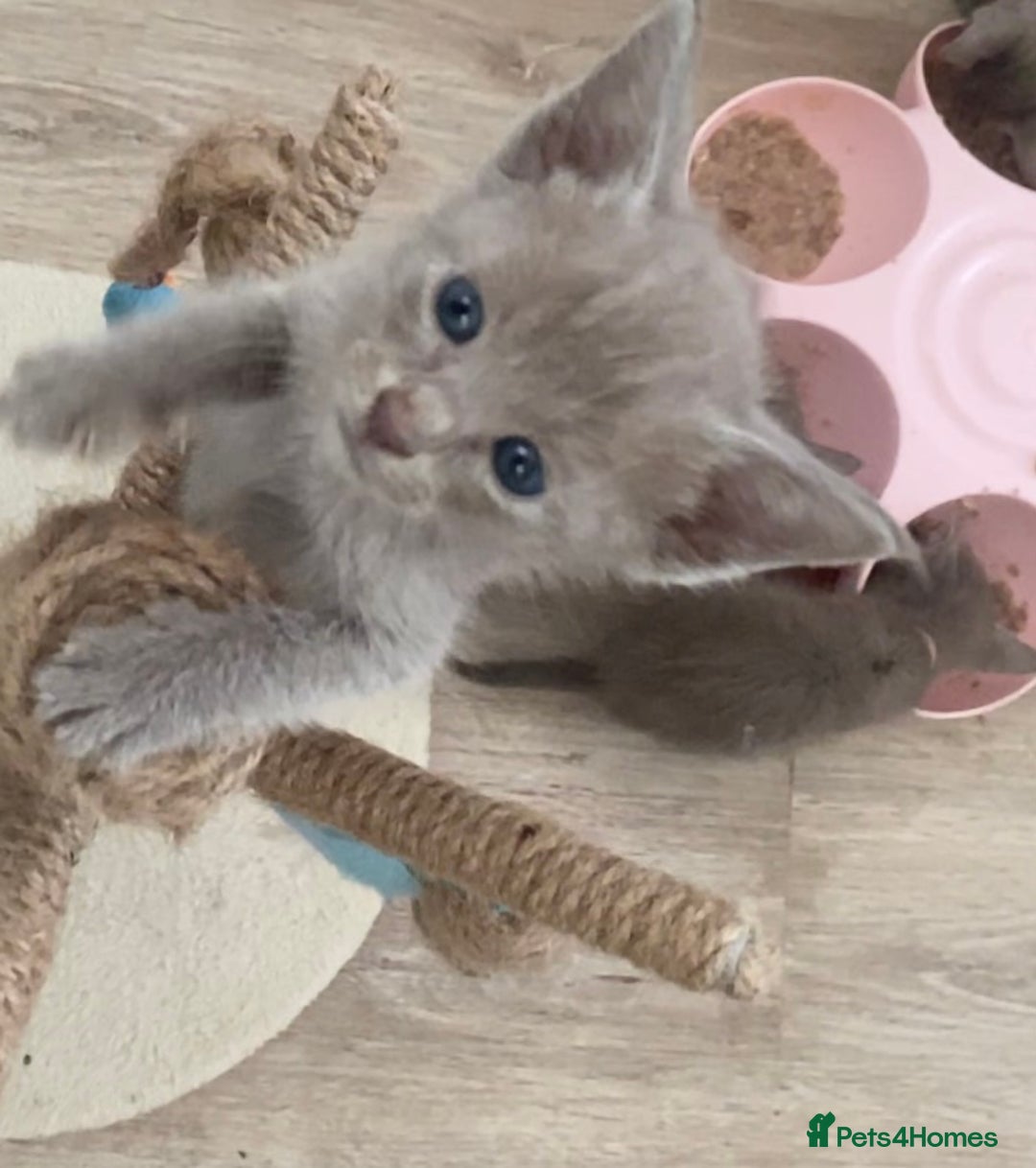 Mixed Breed cats for sale: Oriental X Siamese kittens  - Image 3