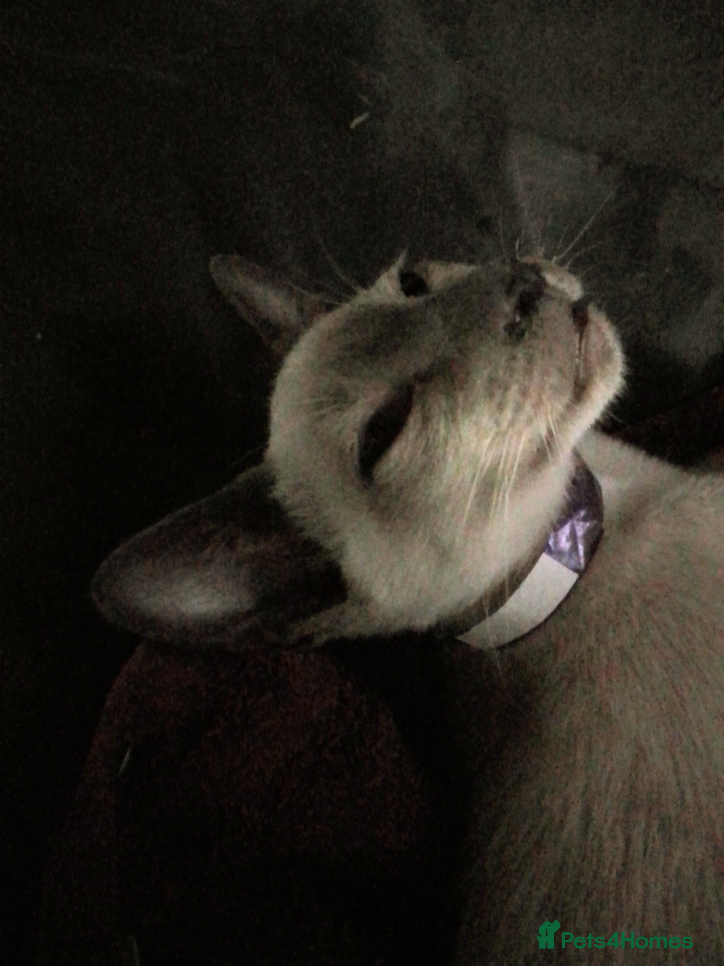 Siamese cats Siamese kittens - Advert 6