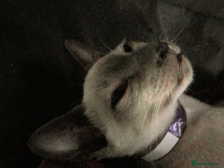 Siamese cats Siamese kittens - Advert 5