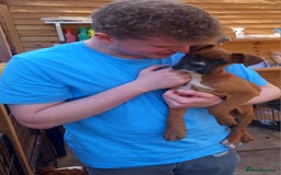 Boxer dogs for sale: 2 Left!!  - Image 3