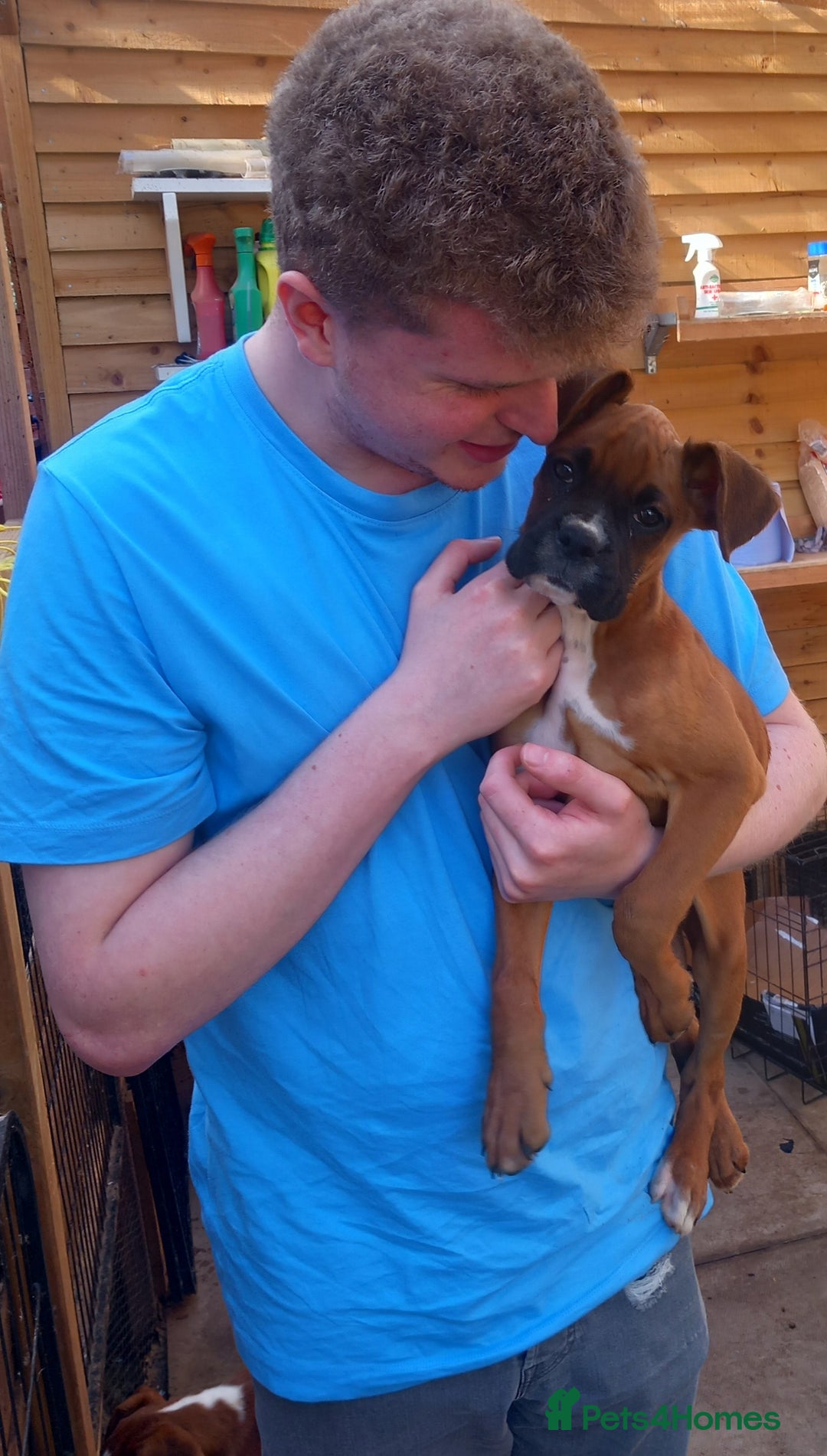 Boxer dogs for sale: 2 Left!!  - Image 3