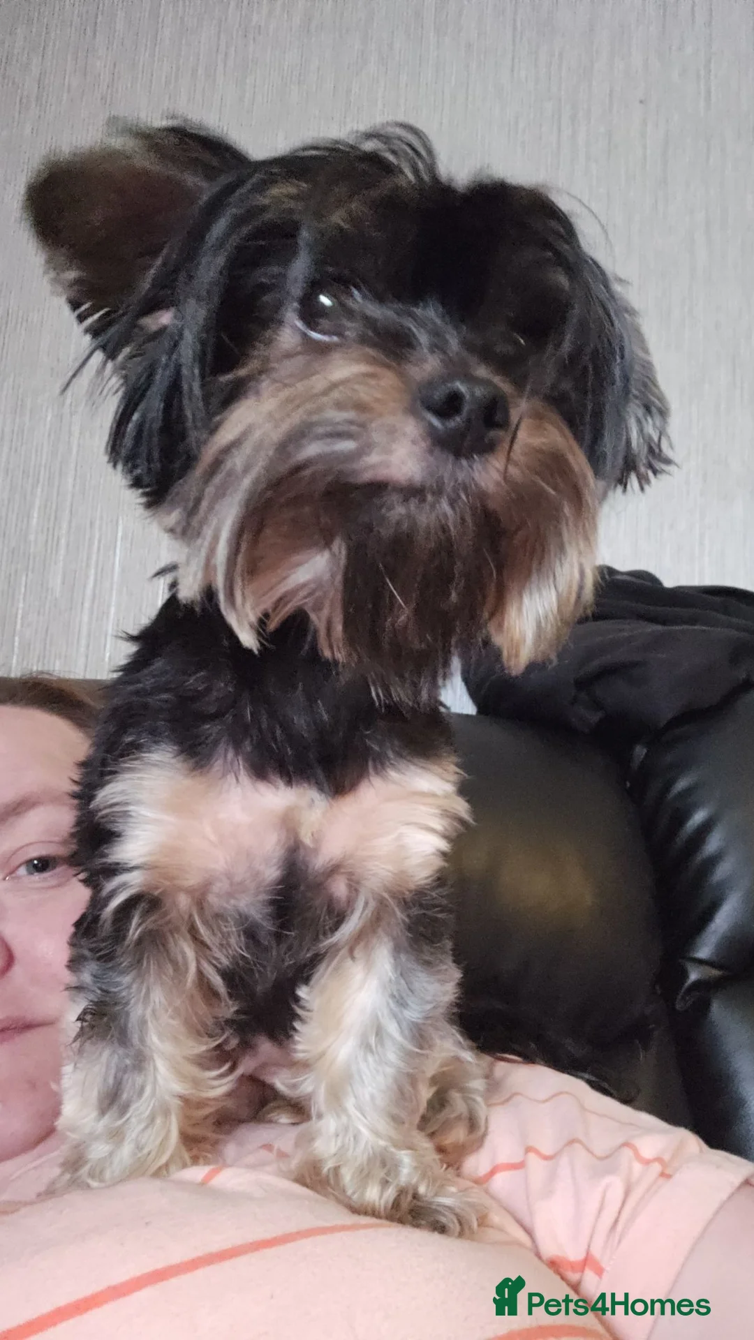 Yorkshire Terrier dogs for stud: Looking for stud in Falkirk - Advert 3