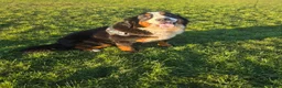 Bernedoodle dogs for sale: Top Quality BERNEDOODLE Puppies  - Advert 12