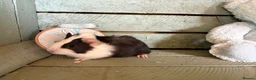 Guinea Pig rodents for sale: Young guinea pigs for sale  - Advert 7