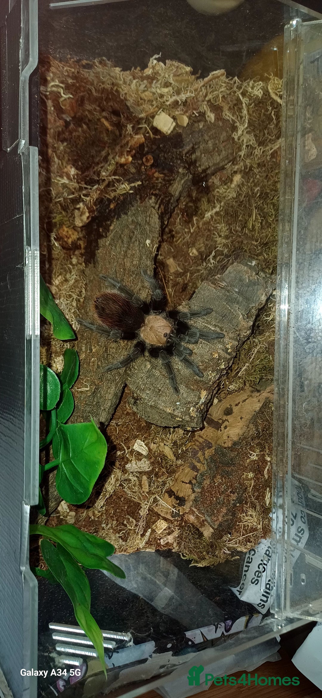 Tarantulas Invertebrates For Sale Pets4Homes tarantulas-invertebrates-for-sale-pets4homes