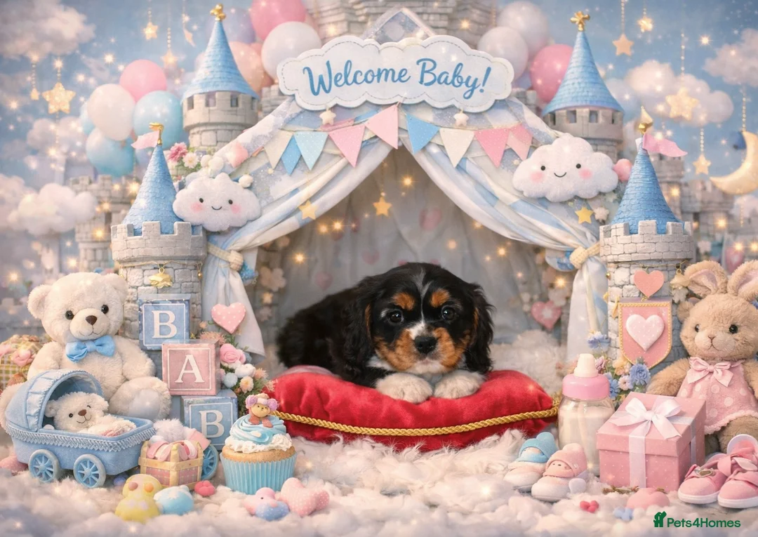 Cavalier King Charles Spaniel dogs for sale: Beautiful Cavalier Puppies available 😍  - Advert 4