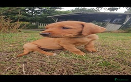 Labrador Retriever dogs for sale: Labrador Puppies  in Watchet - Image 3