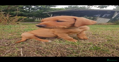 Labrador Retriever dogs in Watchet - Advert 4