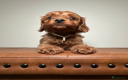 Cavapoo dogs for sale: F1 Cavapoo puppies.  - Image 3