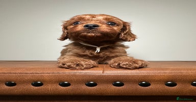 Cavapoo dogs - Advert 9