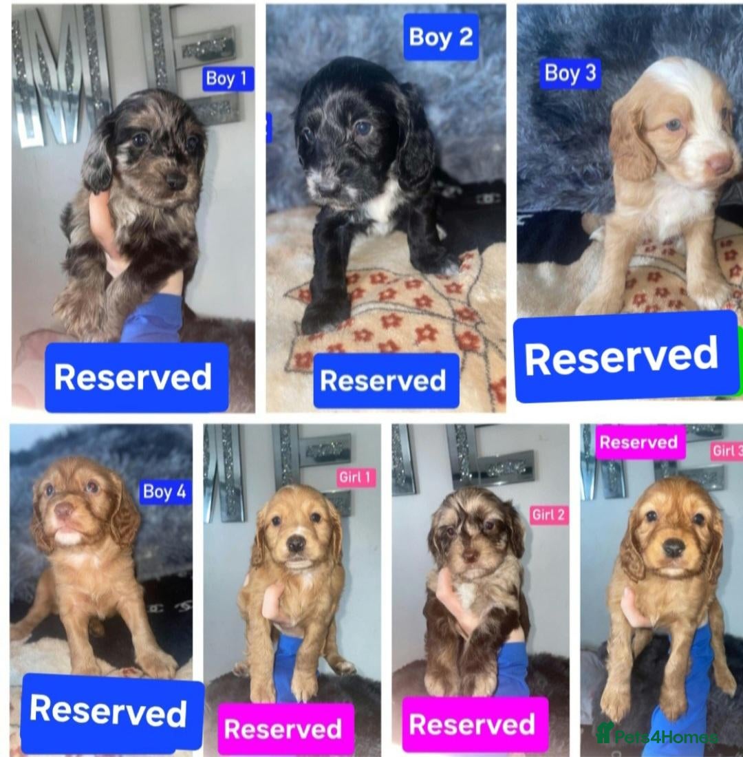 Cockapoo dogs ALL RESERVED Cockapoo Puppies  - Advert 9