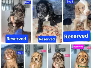 Cockapoo dogs ALL RESERVED Cockapoo Puppies - Advert 9