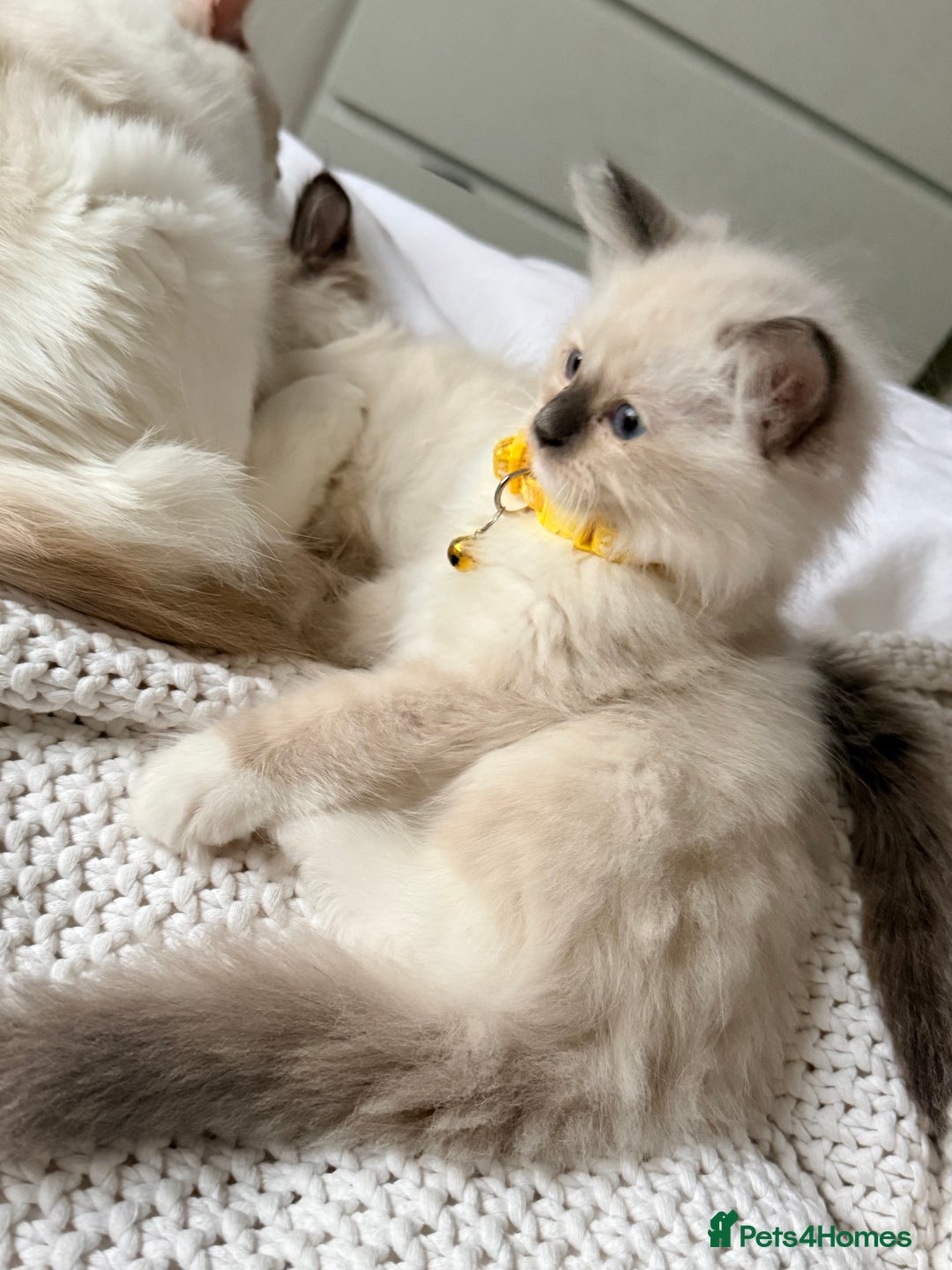Ragdoll cats for sale: Ragdolls kittens 2 girls & 3 boys  - Image 11