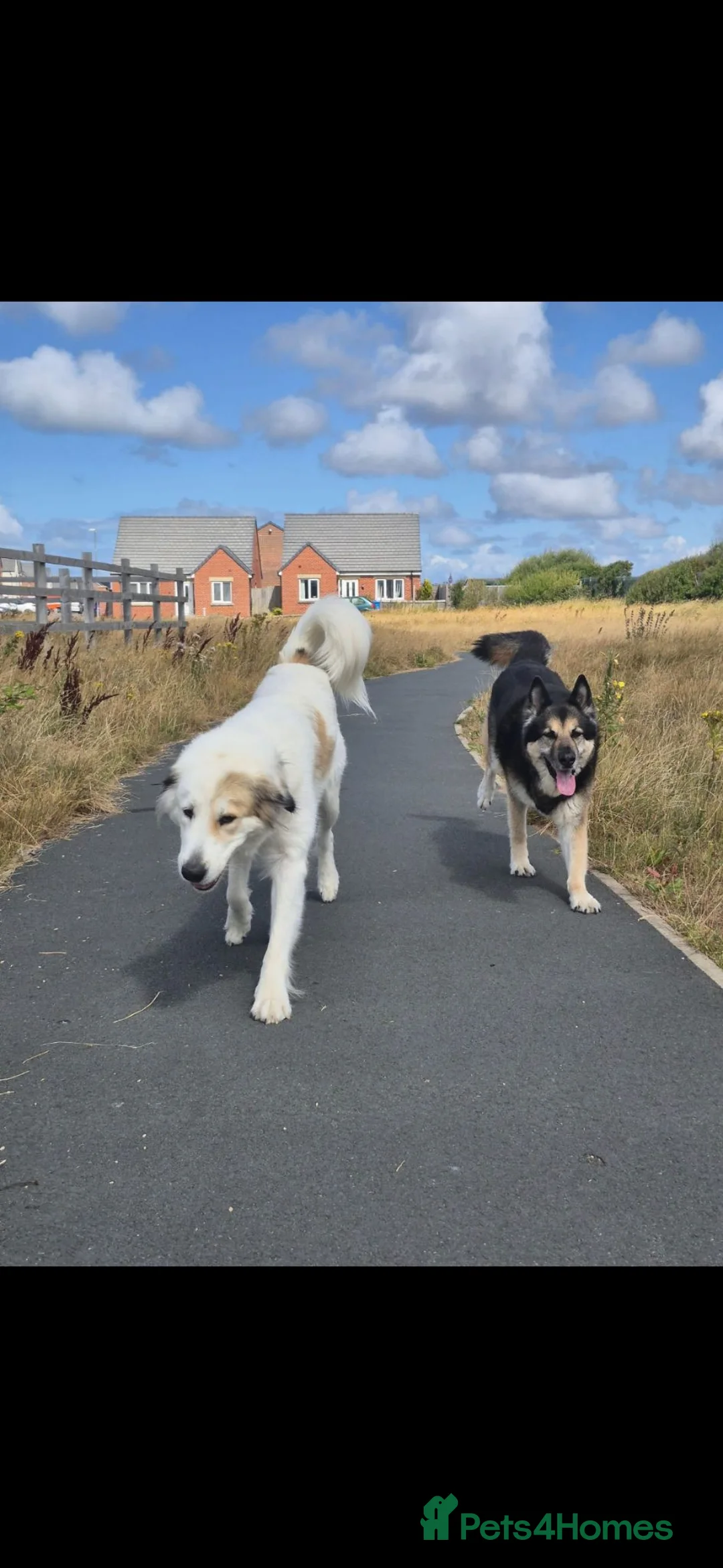 Central Asian Shepherd dogs for sale: Rehome my Central Asian Shepherd  in Lytham Saint Annes - Advert 5