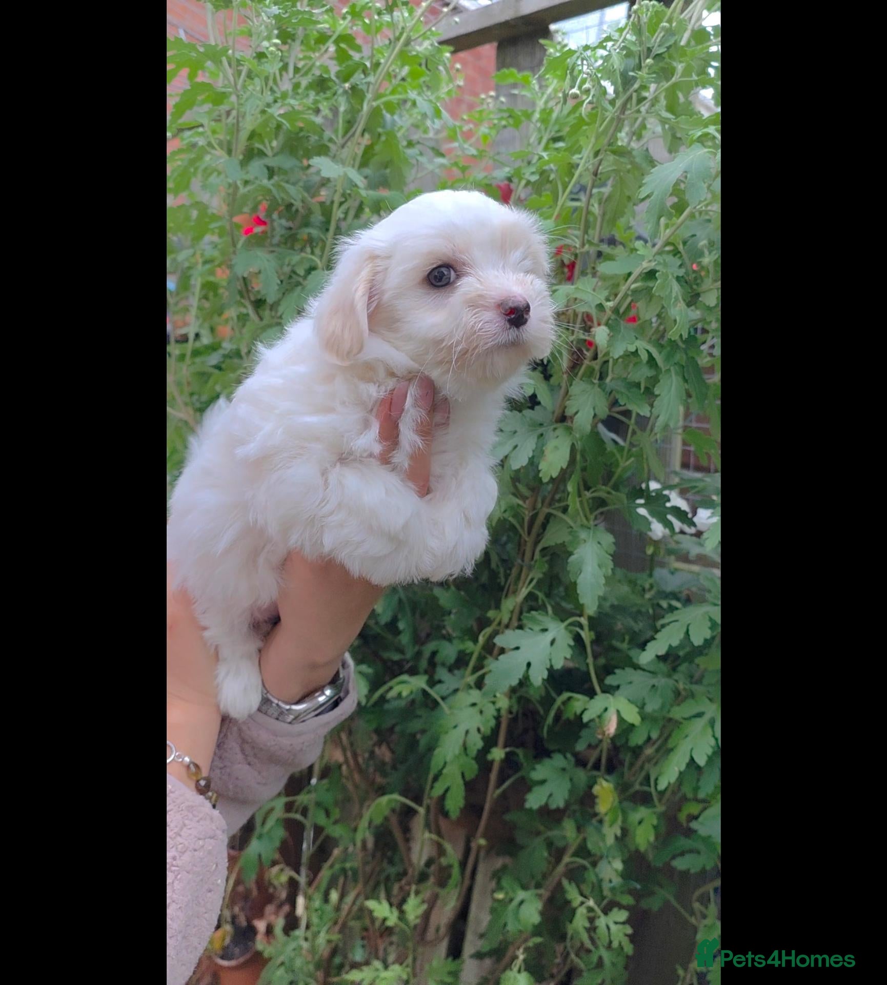 Coton De Tulear dogs Gorgeous Coton de Tulear puppies KC registered - Advert 1